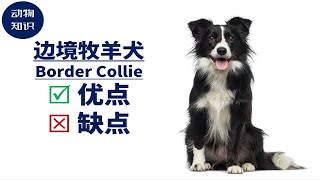 边境牧羊犬：优点\u0026缺点！