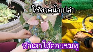 ใช้ขวดน้ำ ทำเสาให้ออมชมพู ในกระถาง#diy#แต่งสวน#ไม้ประดับ