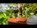 How to grow Blue spruce from seeds |Picea pungens | growing christmas tree from seeds | part 01