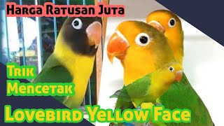 Trik Mencetak Lovebird Australian Yellow Face || Lovebird Trend Harga Ratusan Juta