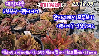 대박다육(3)묵둥이군생 엄청많아요10%할인/ 3천짤부더 묵둥이까지 다양하게 있습니다/