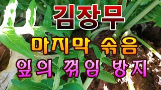 [텃밭농부.823]  김장무 마지막 솎음 그리고 꺾임방지 #김장무재배