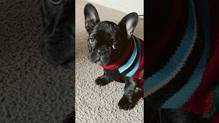 Maddie_Thee_Frenchie#frenchbulldog #frenchies #untilifoundyou #puppy #frenchies #pets #cute