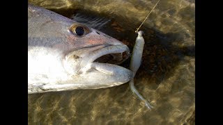 Dusky Kob / Mulloway | ASFN Species