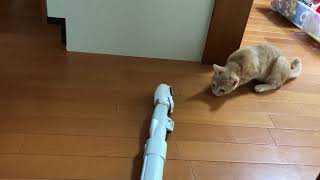 いろいろなパターンの猫パンチ動画　　cats' punch