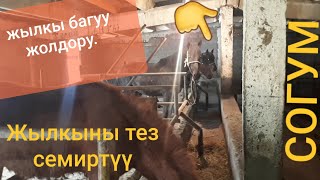 🐎Жылкы багуу жолу👍 / ТЕЗ СЕМИРТҮҮ/ СОГУМ /