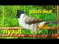 Suara burung kutilang GACOR memanggil lawan ampuh buat pancingan kutilang biar gacor