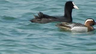 Garganey, Marzaiola (Anas querquedula)