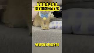 当猫咪见到自动逗猫球，整个猫都惊呆了#萌宠 #funny #宠物生活