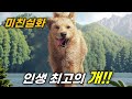 미트볼 한개를 줬을 뿐인데 700km를 따라와 목숨을 구해준 전 세계를 놀라게한 댕댕이의 미쳐버린 실화 [영화리뷰/결말포함]