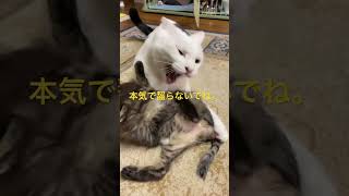 猫にゃんねる　チビ猫を本気で抑え込む兄猫。顔がマジでだよね。でも、手加減してるよね🥺　#shorts #ねこ #ねこのいる生活 #ねこすたぐらむ #かわいい動物 #猫 #保護猫 #子猫 #手加減