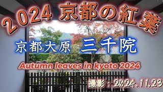 2024 京都の紅葉　2024年11月23日　京都大原 三千院