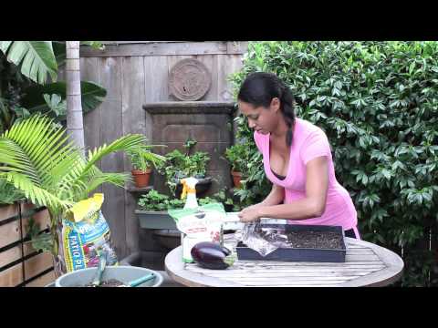 How to Plant & Germinate Eggplant : Garden Seed Starting How to Plant & Germinate Eggplant : Garden Seed Starting