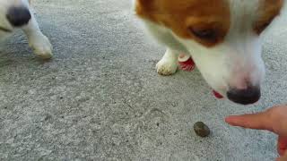 ［林媽媽的開心農場單元］帶燒鴨、油雞跟叉燒三寶來果園偷菜#多多神技大爆發