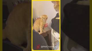 😂 Funny Cats and Kittens Meowing Compilation 2023 🐱! #cute #cat #short #trending