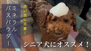 【シニア犬 お風呂】シニア犬におすすめ！洗い流さなくていいミネラルバスパウダー#トイプードル