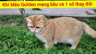 Khi mèo golden mang bầu và 1 số thay đổi của mèo mang thai