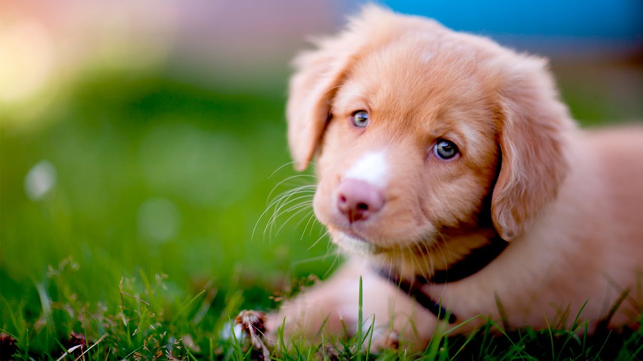 Cute Dog Videos 101 Youtube