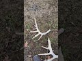 i’ve seen the same set of antlers 4 years in a row 😂 joke deerhunting deer hunting antlers