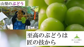 【ぶどう版】山梨県はぶどう・ももの生産量日本一！極上の果実を作る匠の一年に密着