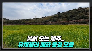 봄이 오는 제주... 유채꽃과 매화 풍경 모음