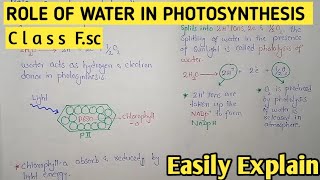 Role Of Water In Photosynthesis | Van Niel Hypothesis | Class 11 Federal And Balochistan Board