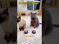 猫界研究生 戏精猫的年终总结！最后躺下去真无敌！ cat cutecat funny funnyvideo