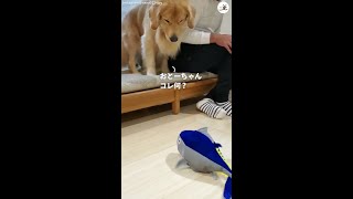 【動くぬいぐるみが怖いワンコ】飼い主さんに抱き着いちゃった #Shorts