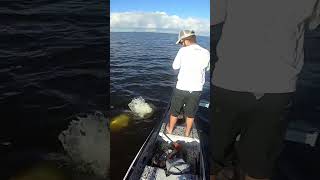 GIANT FISH ALMOST SINKS BOAT IN THE EVERGLADES!!!!   #fishing #tarpon #everglades #flyfishing