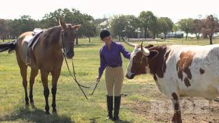 Dr. Chris Ray: Suspensory Tendon Injury