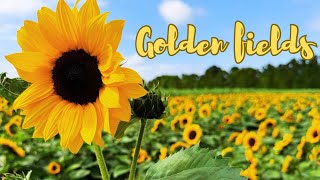 Sunflower Adventure: Fun with Friends in the Golden Fields | Franklin Farm, Waimauku, Auckland, NZ