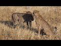 cheetah chirps.wmv