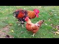 Cheerful life of roosters and hens.