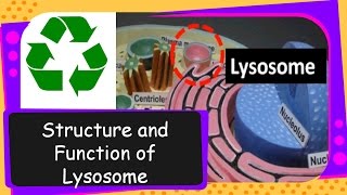 Science – What is Lysosome? Its structure and functions – English