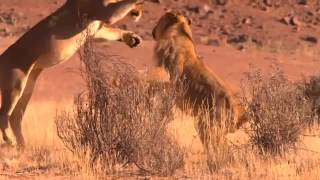 Vanishing Kings   the desert adapted lions of Namibia's Kaokoveld