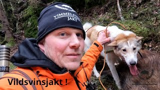 Vildsvinsjakt med Vega #jakt #Jaktfilm #wildboar