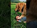 dog chases away snake wrapped around baby