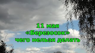 Народный праздник «Березосок» 11 мая. что нельзя делать. народные приметы.