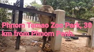 Phnom Tamao Zoo Park, 30 km from Phnom Penh.ឧទ្យានសួនសត្វភ្នំតាម៉ៅ 30 គីឡូម៉ែត្រពីភ្នំពេញ។