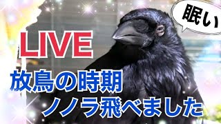 カラスの放鳥に関して解説♪カラス、鳩たちと生配信2023/8/21KUPPI the Crow