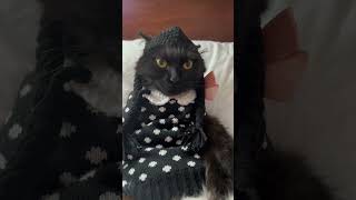 the Jew cat #shortscatsvideos #cat #respekt #shot