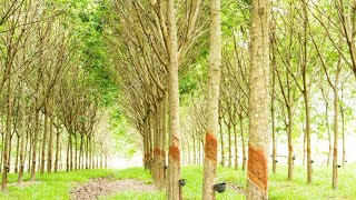 রাবার গাছ থেকে অধিক পরিমাণে লেটেক্স  কীভাবে পাবেন