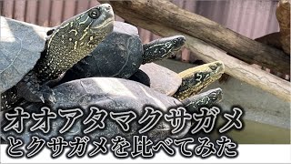 オオアタマクサガメとクサガメの比較　〜かめぞー☆ちゃんねる　136クラッチ目〜