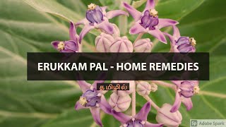 Erukkam Pal - Home Remedies | Medicinal Property | Tamil | எருக்கன் பால் - மருத்துவ குணமும் பயனும்