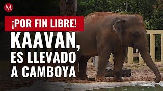 Liberan a Kaavan, el elefante más triste del mundo ahora está en Camboya