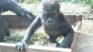 Kintaro's toddles walk is cute キンタロウのよちよち歩きがかわいい Gorilla ゴリラ