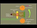 optical platelet aggregometry