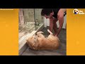 this golden retriever gets bamboozled the dodo