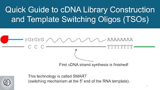 Quick Guide to cDNA Library Construction and Template Switching Oligos (TSOs)