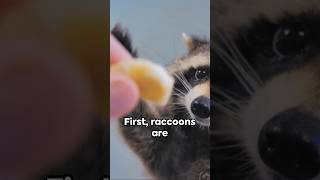 Raccoons: 6 Fascinating Facts #animals #animalfacts